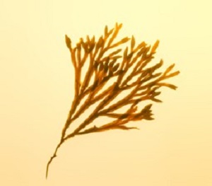 抗红·敏金三角：白桦茸.jpg