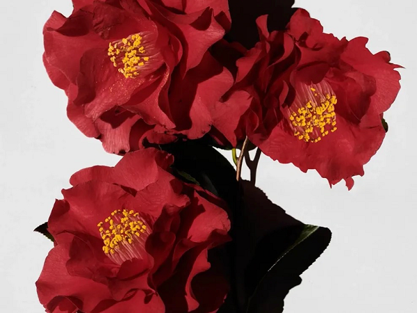 02.山茶花.png