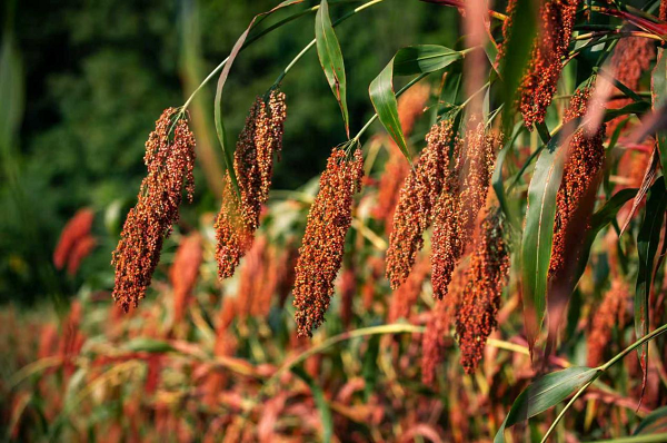 20250917210047swzjo.png 6389371625460312618132449.png