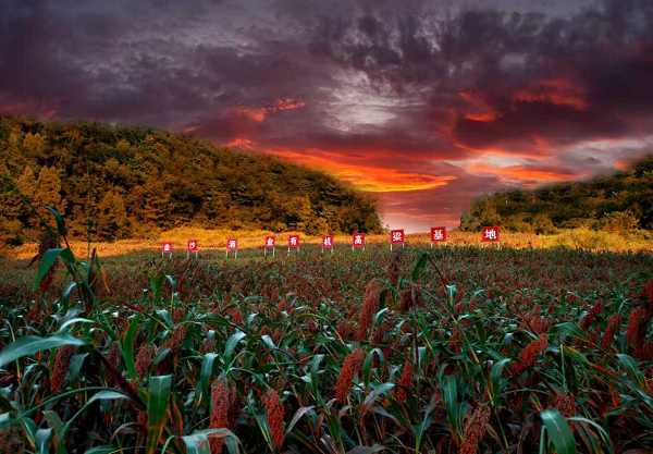 20250917210054moixz.png 6389371626579276025709603.png